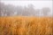 Autumn Grasses and Cottonwoods in Fog print
